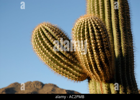 Saguaro Cactus, Carnegiea gigantea, avec deux jeunes nouveaux bras, l'arrière-plan la montagne, ciel bleu, désert de Sonora, au sud-ouest de l'USA Banque D'Images