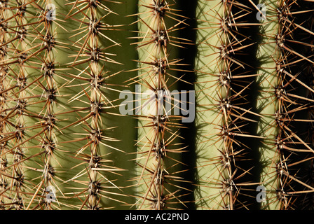 Saguaro Cactus, Carnegiea gigantea, épines sur les plis, avec la lumière du matin Banque D'Images