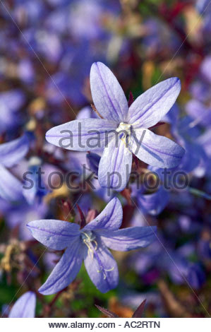 Campanula poscharskyana Banque D'Images