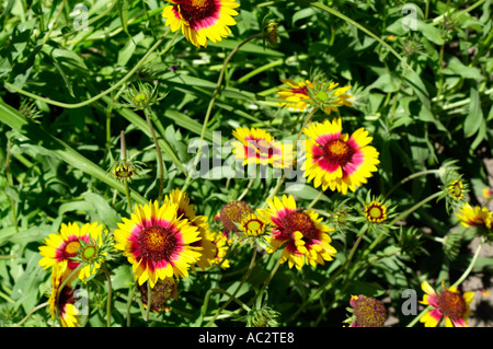 Blanket flower Gaillardia Banque D'Images