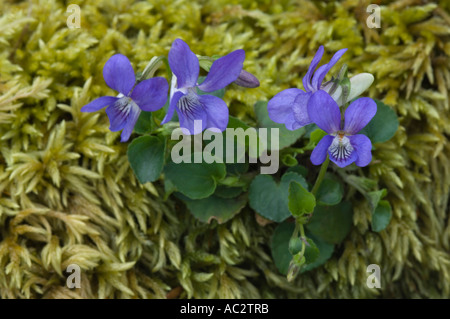 Violette odorante (Viola odorata) fleurs en pente couverte de mousse Maybank, Isle Of Lewis Stornoway Outer Hebrides Scotland UK Europe Banque D'Images