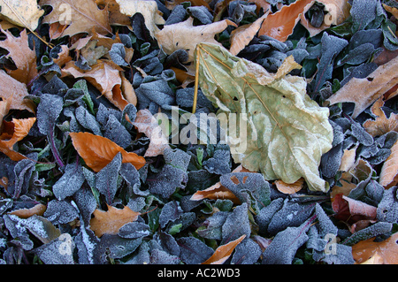 Ajuga pourpre dépoli et de feuilles mortes dont un catalpa leaf Banque D'Images