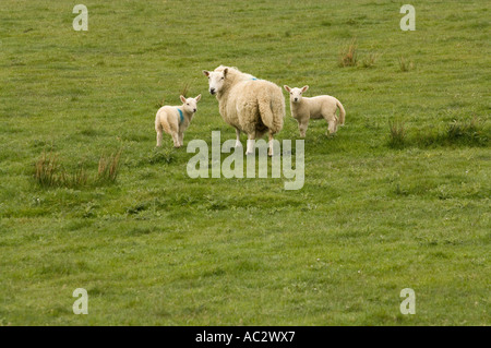 Moutons Cheviot, Ovis aries, avec des jumeaux à l'arrière, à l'île de Skye, Écosse, Royaume-Uni, Europe Banque D'Images