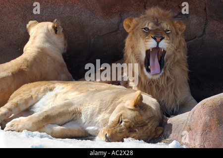 Lion mâle de grincement dans den avec deux femelles Banque D'Images