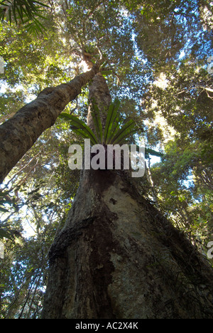 Arbre avec un epyphytic croissante de fougère et un ciel bleu en arrière-plan, parc national de Springbrook, Queensland Australie Banque D'Images