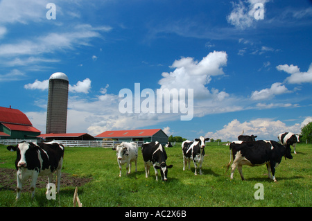 Curieux Holstein vaches dans un champ avec grange et silo Banque D'Images