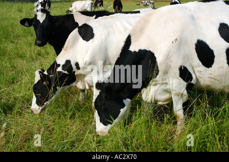 Trois vaches Holstein de l'Ontario à un pâturage deux Banque D'Images