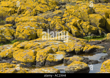 Roches couvertes par maritime sunburst, lichen Xanthoria parietina, l'île de Farne, Northumberland, Angleterre Banque D'Images