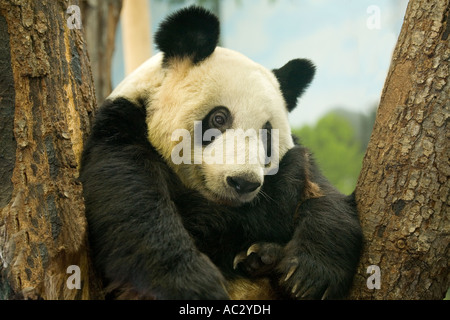 Panda géant à Memphis Zoo, New Jersey Banque D'Images