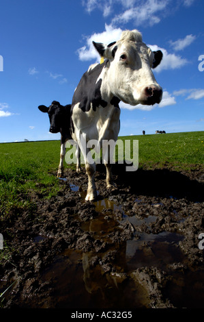 Les vaches laitières Holstein Friesan in field Banque D'Images