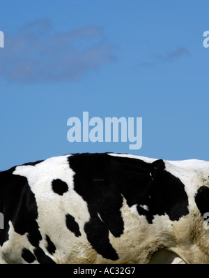 Les vaches laitières Holstein Friesan in field Banque D'Images