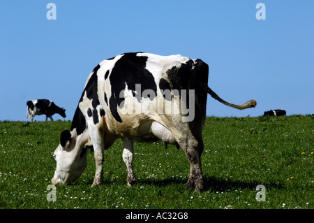 Les vaches laitières Holstein Friesan in field Banque D'Images