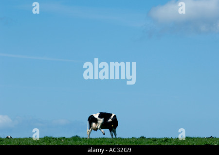 Les vaches laitières Holstein Friesan sans tête dans le champ Banque D'Images