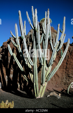 Llanzarote, canaries, arge cactus épineux poussant sur les îles canaries Banque D'Images