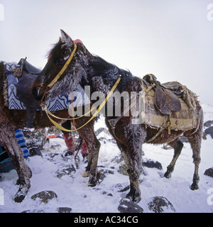 Mule (Equus asinus x caballus), de charge-animal en est de l'Anatolie, en Turquie, est de l'Anatolie Banque D'Images