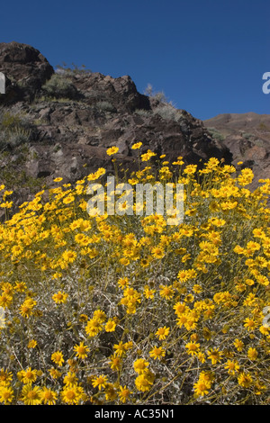 Bush fragile jaune (Encelia farinosa) fleurs sauvages à Death Valley National Park, California, United States of America Banque D'Images