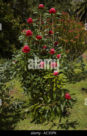 Telopea speciosissima (waratah), dans un jardin, Portugal Banque D'Images