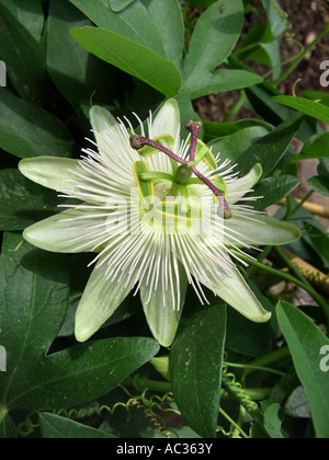 La passiflore bleue (Passiflora caerulea 'Constance Elliot', Passiflora caerulea Constance Elliot), des fleurs blanches de cultivar Banque D'Images