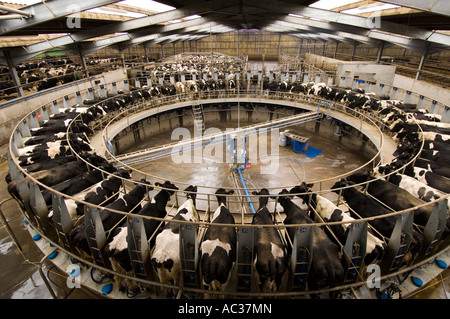 Une salle de traite rotative sur une ferme laitière britannique Banque D'Images