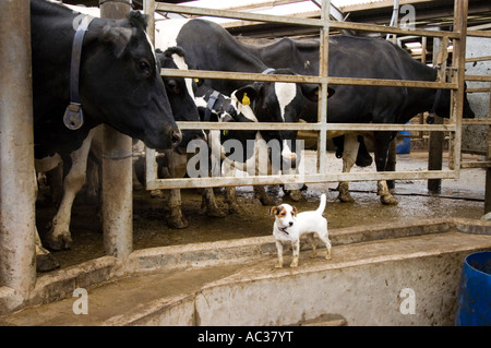 Chien de ferme avec des vaches dans une salle de traite sur une ferme laitière britannique Banque D'Images