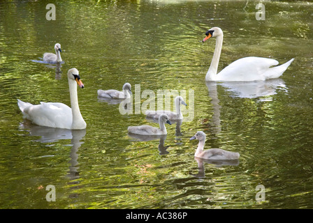 Les cygnes et cygnets sur la rivière Ock à Abingdon 2 Banque D'Images