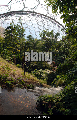 L'intérieur du biome tropical à l'Eden Project Angleterre Cornwall St Austell Banque D'Images