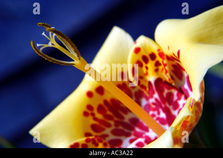 Vue rapprochée d'un Tiger Lily en pleine floraison montrant les pétales et les étamines Banque D'Images