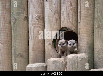 Bébé deux suricates Banque D'Images