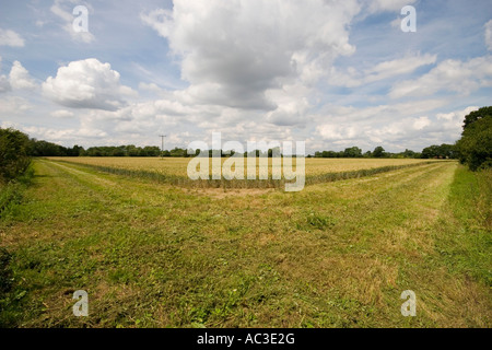 Un ensemble de six mètres de côté sur les terres agricoles de Suffolk Banque D'Images