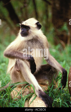 Les animaux, Langur, assis Banque D'Images