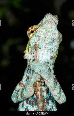 Caméléon panthère (Furcifer pardalis), mâle, yeux de dessous, MADAGASCAR Banque D'Images