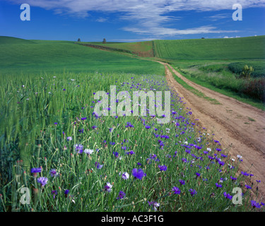 Whitman Comté, WA : chemin de terre serpentant dans les collines vertes avec boutons Palouse baccalauréat en fleurs sur la route Banque D'Images