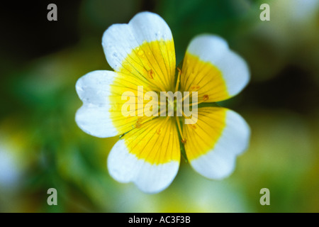 En Angleterre, Chelsea Flower Show, oeuf poché, limnanthus douglasii plantes Banque D'Images