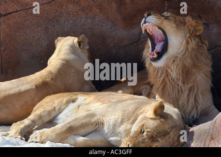 Lion rugissant dans den avec deux femelles Banque D'Images