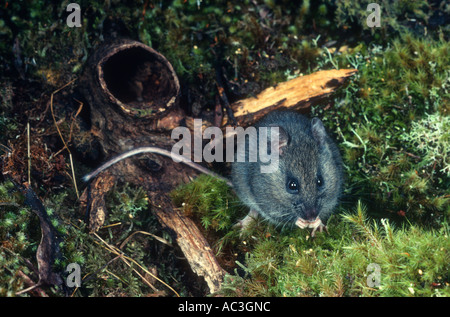 Souris à queue longue Pseudomys higginsi endémique de Tasmanie Tasmanie photographié dans l'Australie Banque D'Images