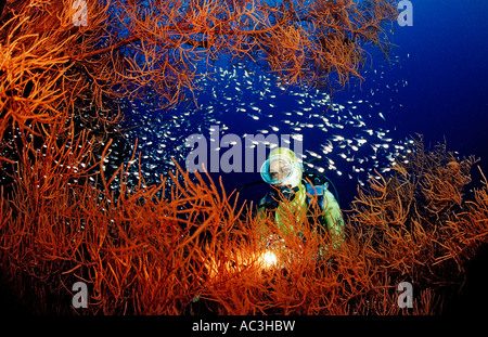 Scuba Diver et corail noir et pygmées sweeper Antipathes sp Parapriacanthus ransonneti Egypte Mer Rouge St John s Reef Banque D'Images