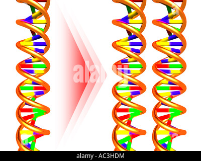 Les molécules d'ADN de clonage dentelle Banque D'Images