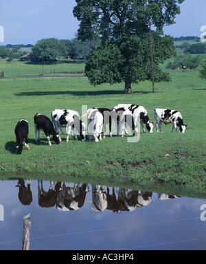 Les génisses et les taureaux HOLSTEIN EXCELLENT DE 9 MOIS SUR LES PÂTURAGES AU TEXAS Banque D'Images