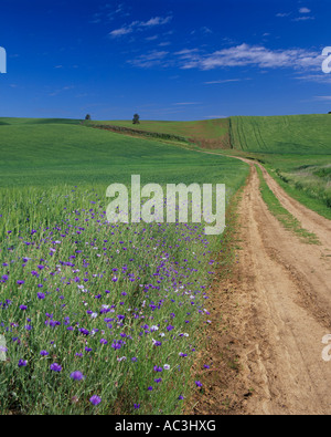 Whitman Comté, WA : chemin de terre à travers la Palouse hills verte avec boutons baccalauréat Centaurea cyanus fleurir sur le bord de la route Banque D'Images