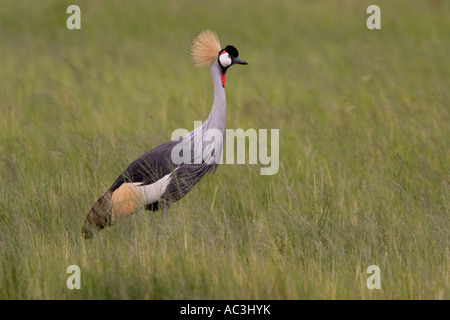 Grue couronnée grise Banque D'Images