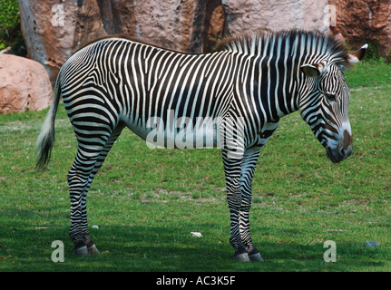 Grevys Zebra en été Toronto Zoo Banque D'Images