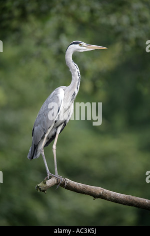 Héron cendré - Ardea cinerea Banque D'Images