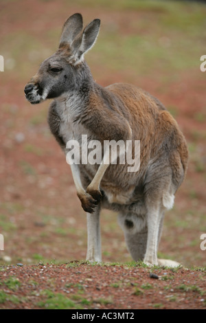Macropus rufus kangourou rouge - Banque D'Images