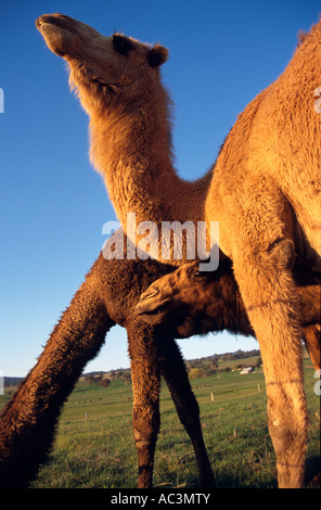 Les chameaux, l'Australie, Vertical Camelus dromedarius Banque D'Images