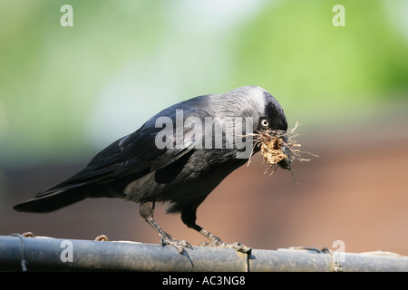 Hooded crow - Corvus corone cornix Banque D'Images