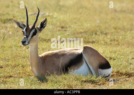 La gazelle de Grant femelle assis dans l'herbe au Parc National du lac Nakuru, Kenya Banque D'Images