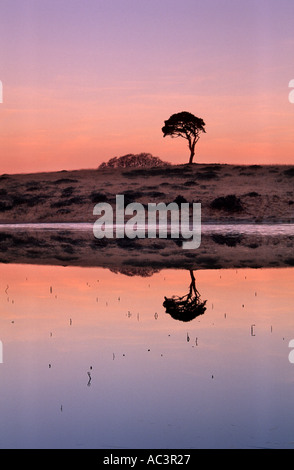 Umbrella Tree à Priddy Somerset UK Banque D'Images