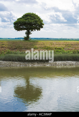Arbre sur la rive de la rivière avec réflexion dans la rivière somme dedans nord de la france ue Banque D'Images
