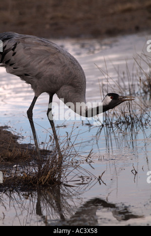 Crane Grus grus boire photographié en Espagne à l'alimentation d'hiver, Gallocanta Banque D'Images