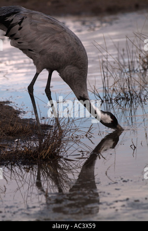 Crane Grus grus photographié en Espagne à l'alimentation d'hiver, Gallocanta Banque D'Images